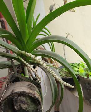 Imagem de Rhynchostylis retusa (L.) Blume