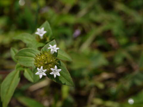 Image of rough Mexican clover