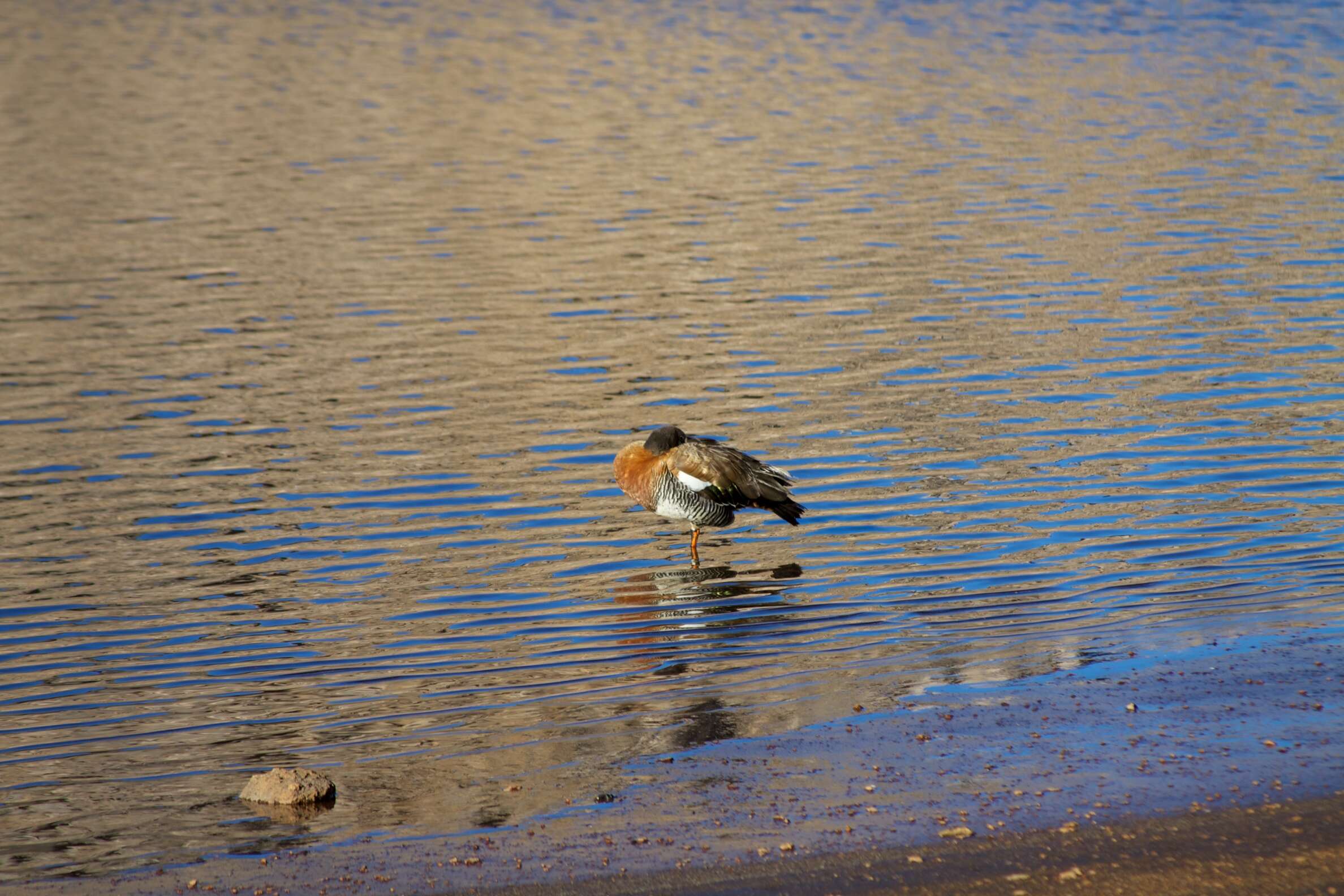 Image of Ashy-headed Goose