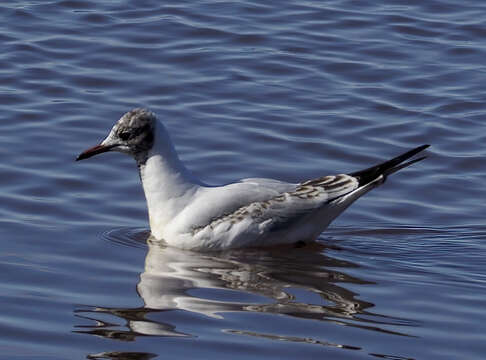 Image of Black-headed Gull