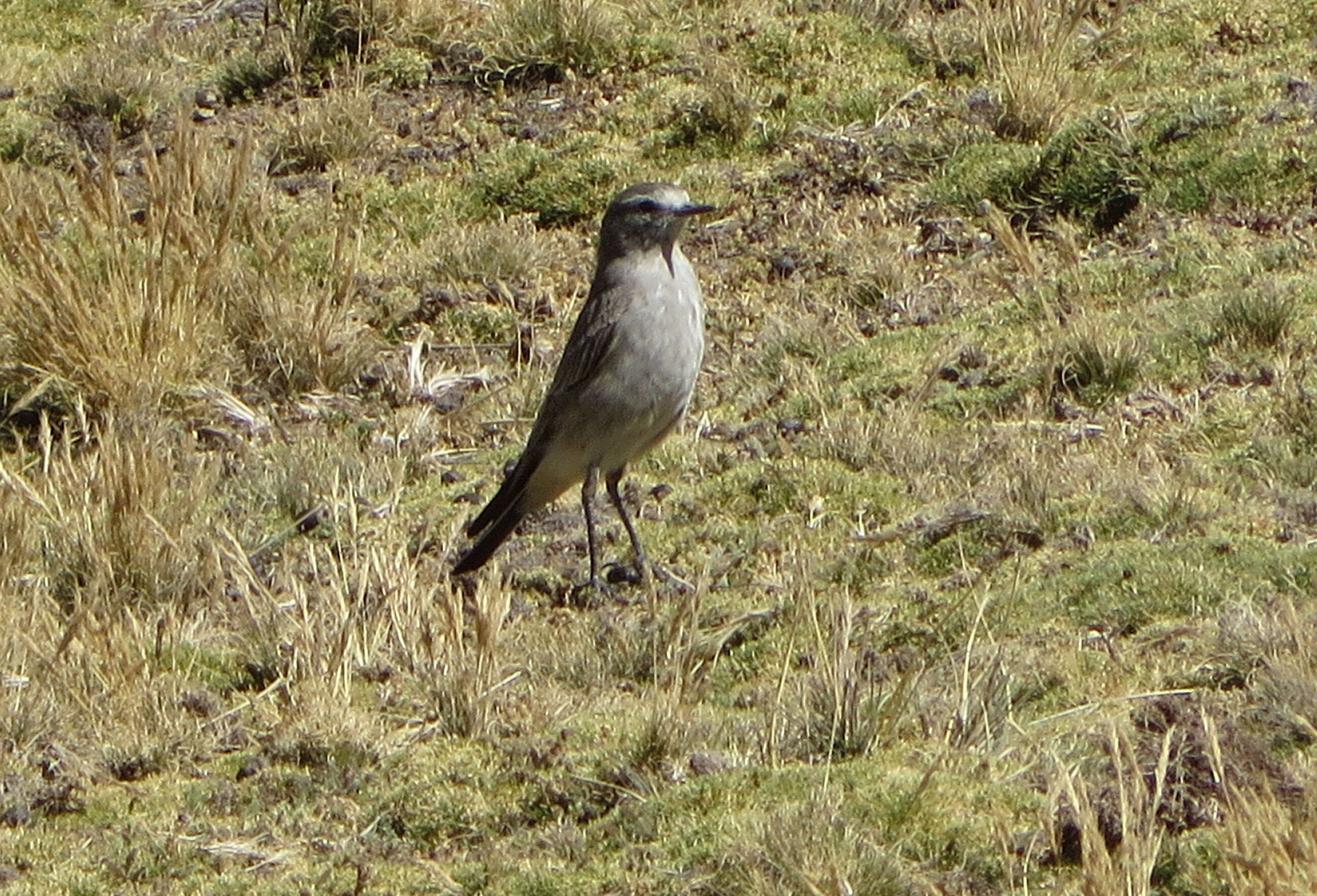 Image of Plain-capped Ground Tyrant