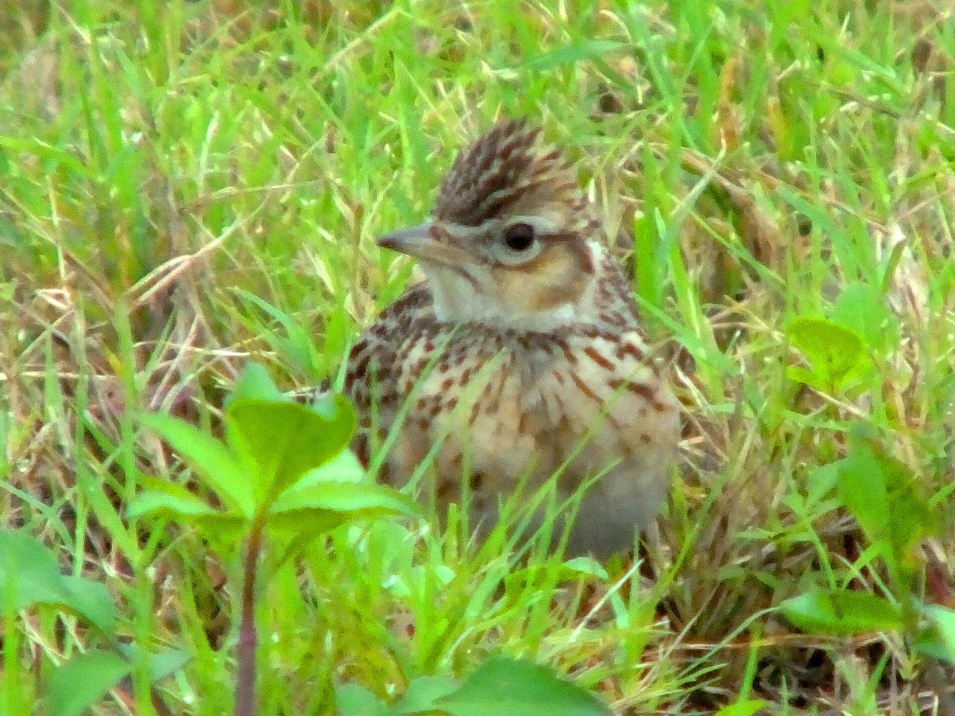 Image of Oriental Skylark