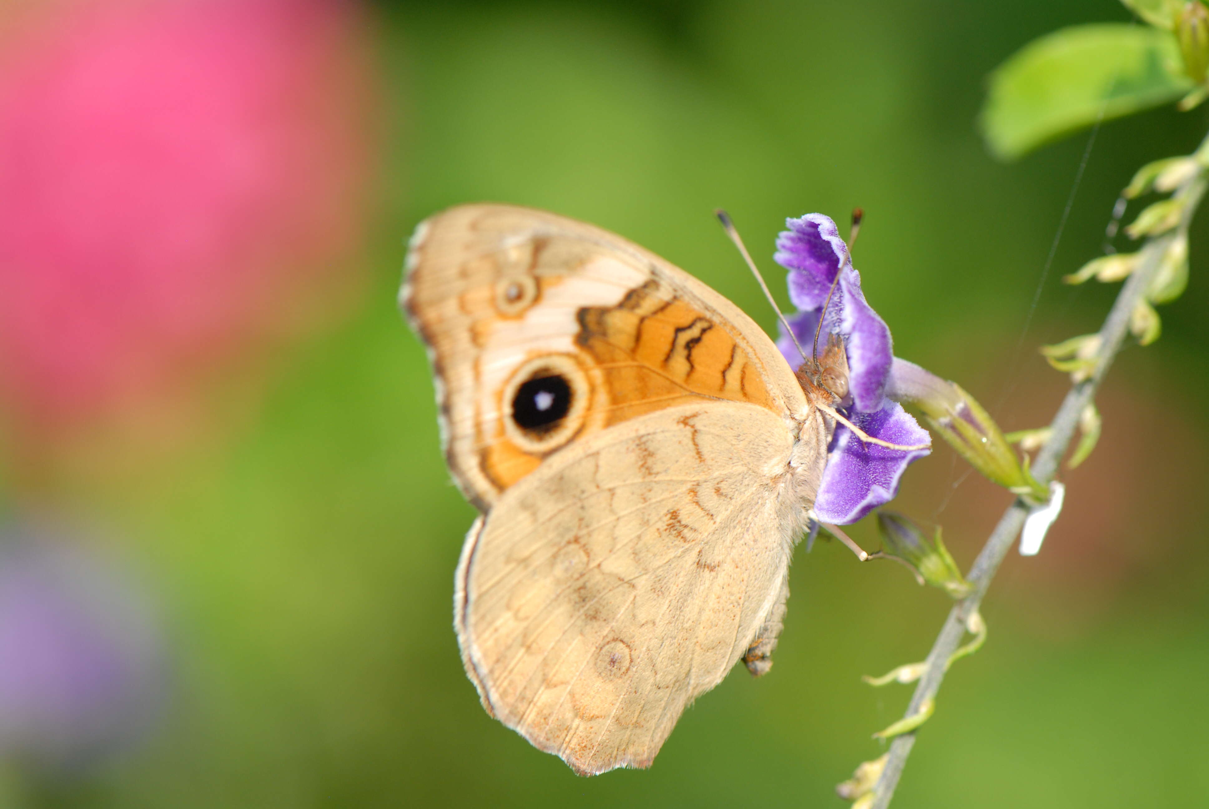 Image of Common buckeye