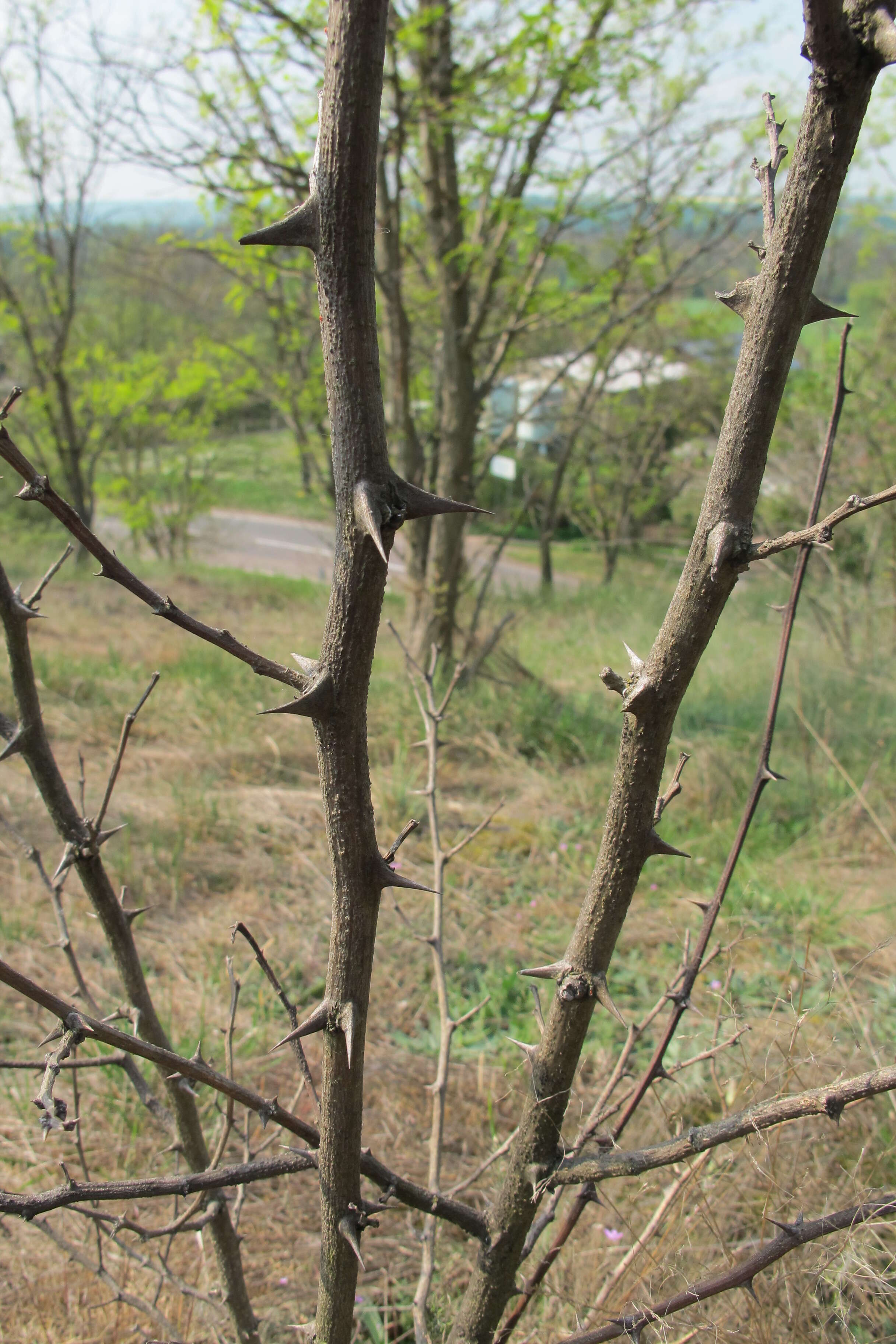 Image of black locust