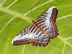 Imagem de Parthenos sylvia