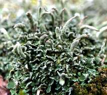 صورة Cladonia coniocraea (Flörke) Spreng.