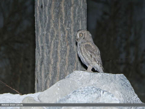 Image of Pallid Scops Owl