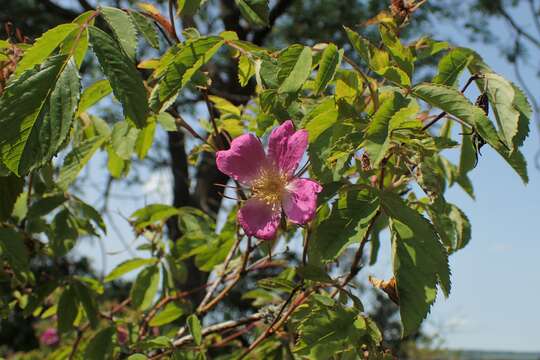 Image of alpine rose