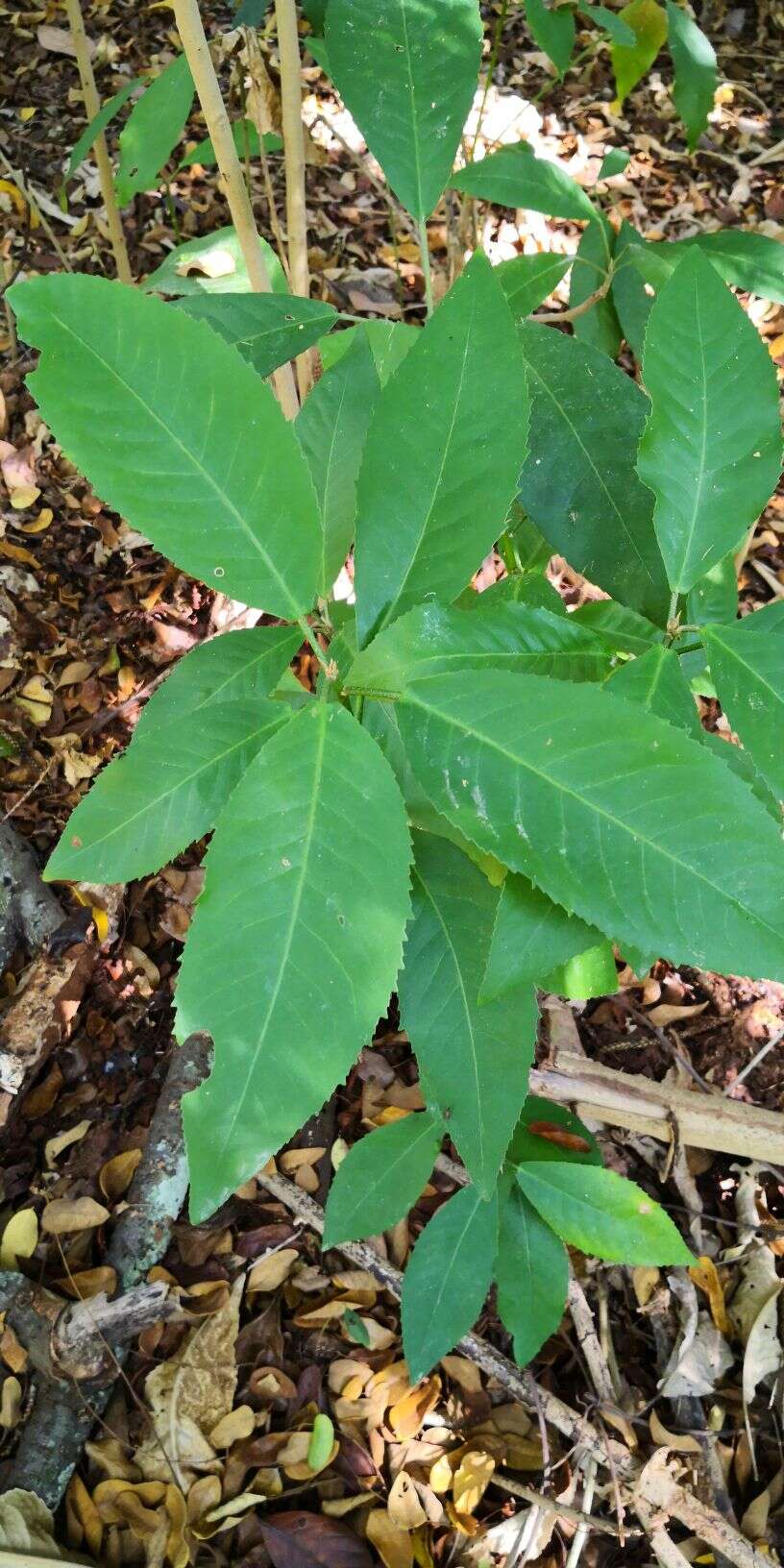 Imagem de Croton laevigatus Vahl