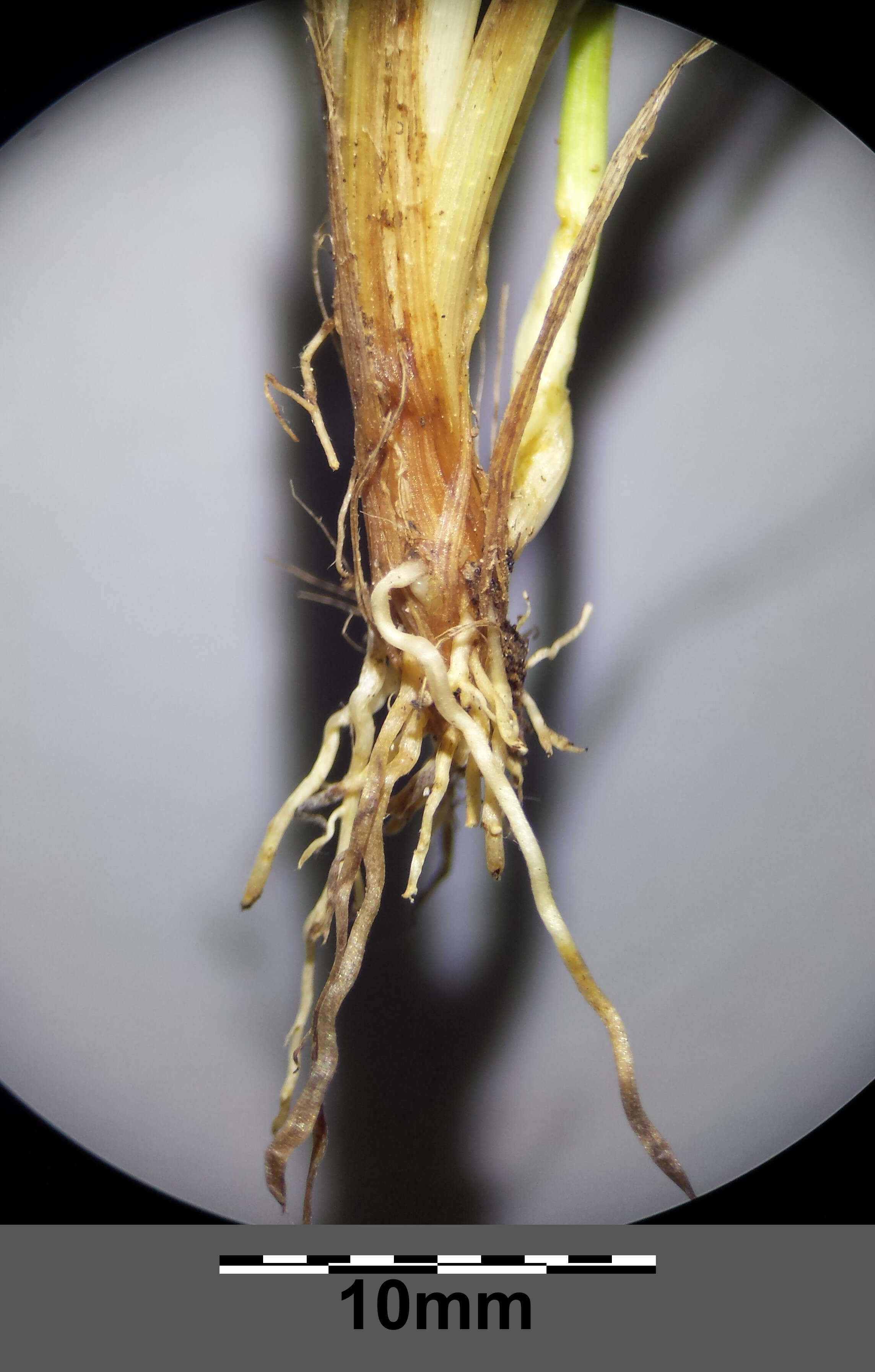 Image of Carex viridula