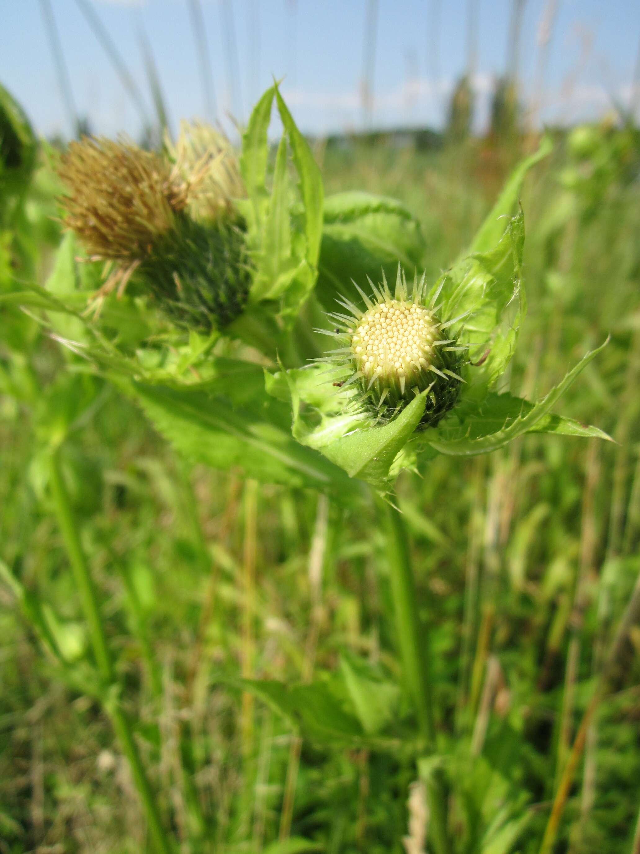 Image of Cabbage Thistle