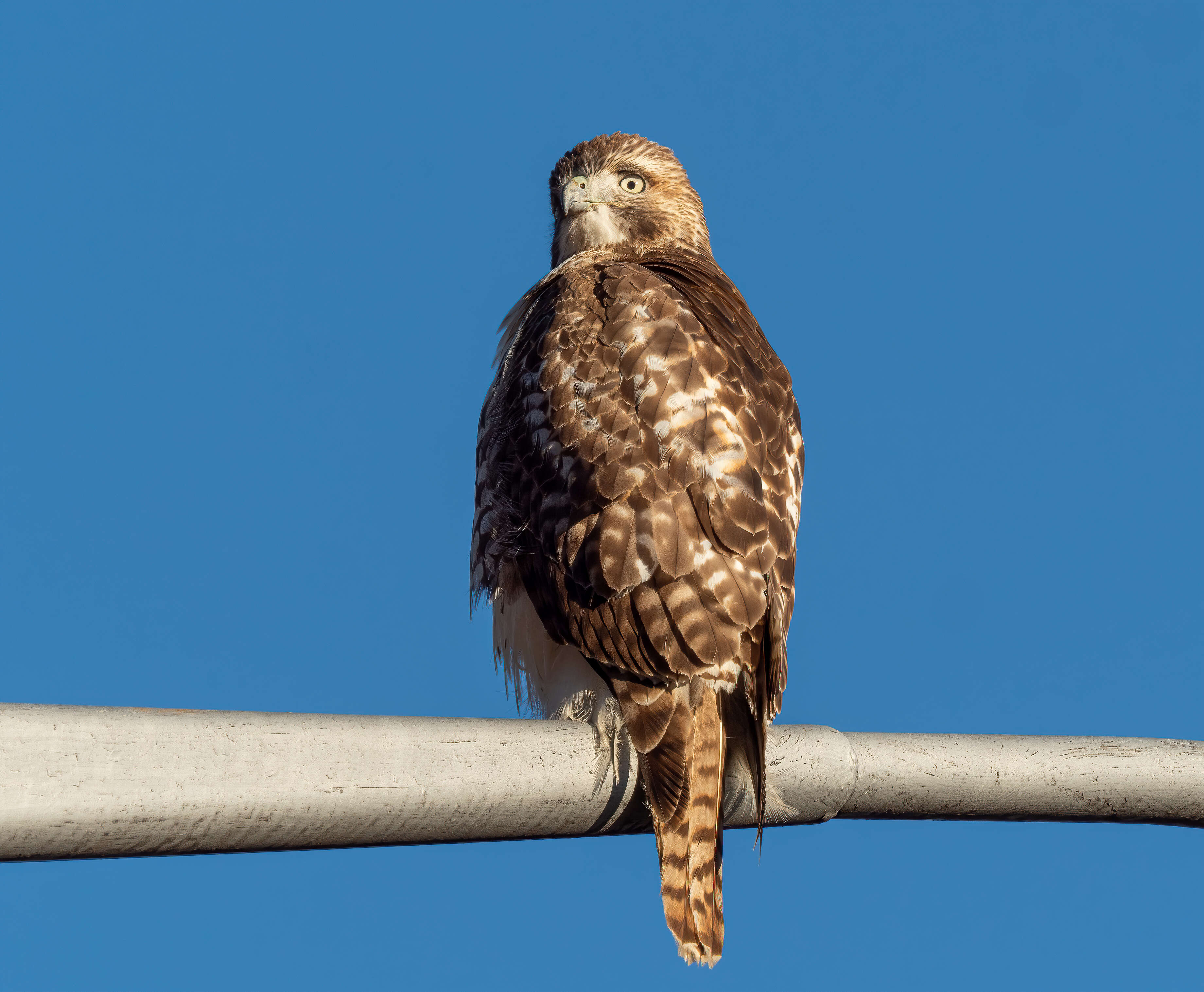 Image of Red-tailed Hawk