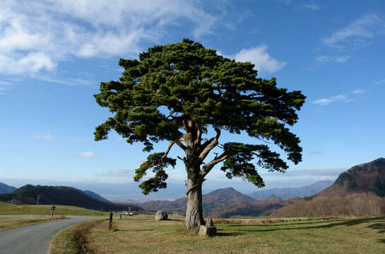 Image of Japanese Red Pine