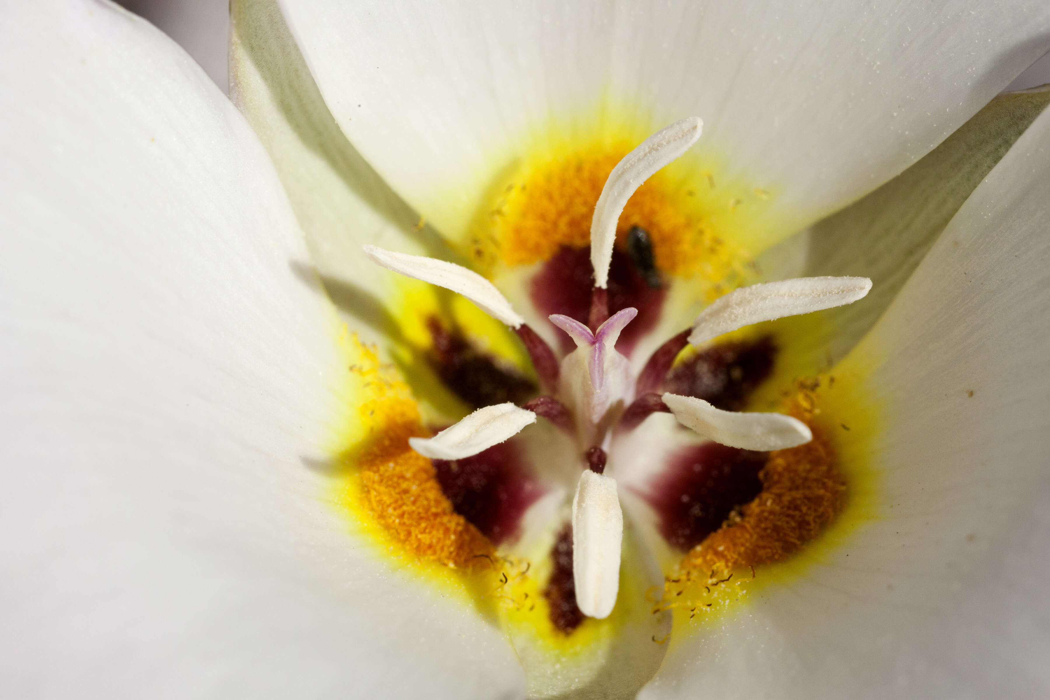 Слика од Calochortus flexuosus S. Watson