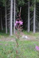 Image of Narrow-Leaf Fireweed