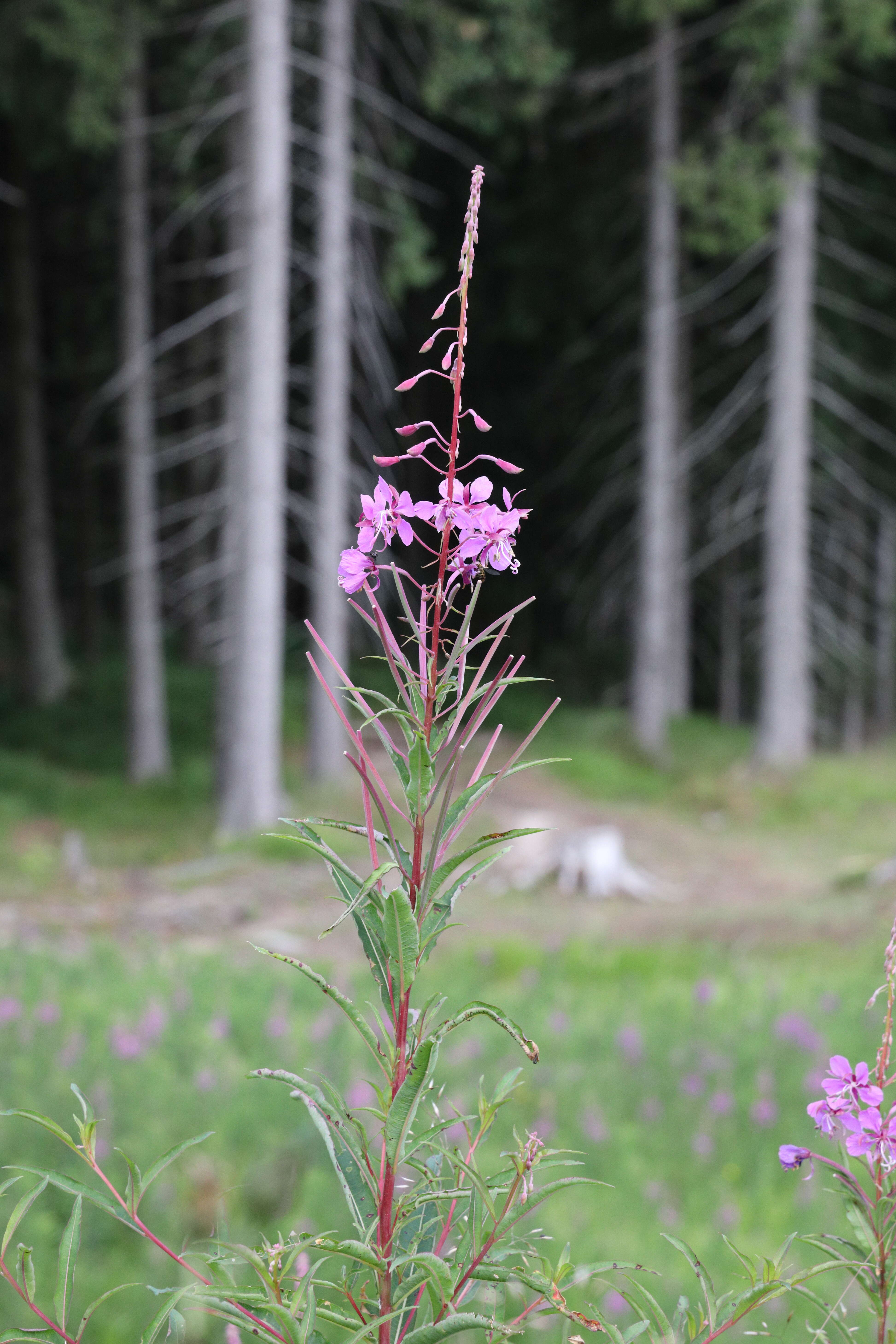 Image of Narrow-Leaf Fireweed