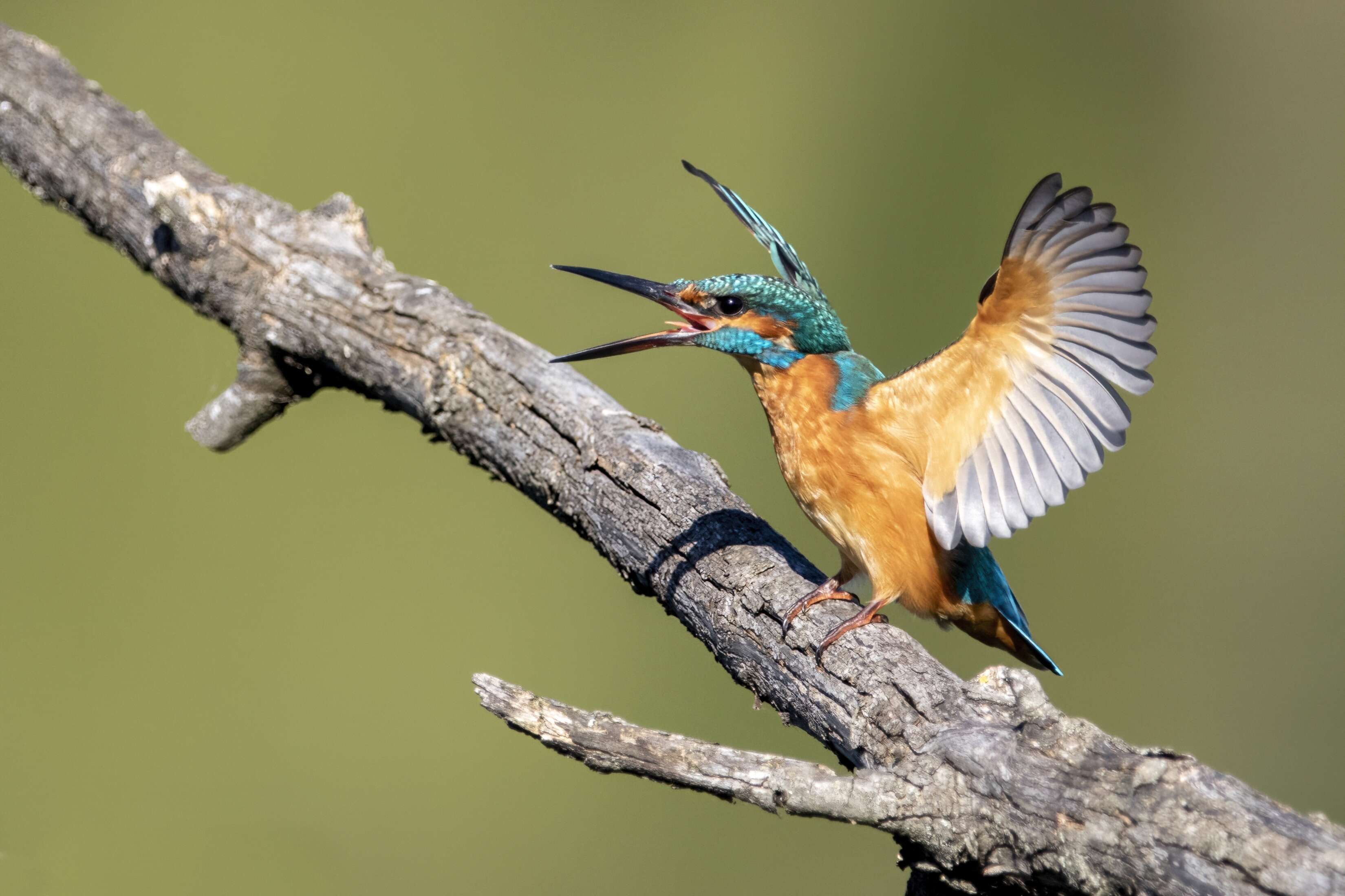 Image of Common Kingfisher