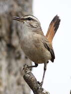 Image of Kalahari Scrub Robin