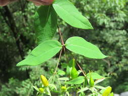 Image of Hypericum oblongifolium Choisy