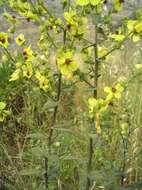 Image of wavyleaf mullein