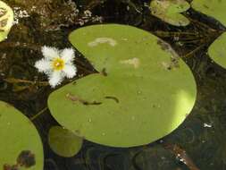 Image de Faux Nénuphar des Indes