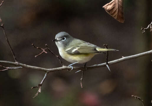 Image of Blue-headed Vireo