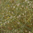 Слика од Crotalaria burhia Benth.