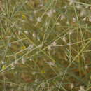 صورة Crotalaria burhia Benth.