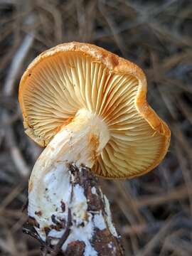 Image of Gymnopilus sapineus (Fr.) Murrill 1912