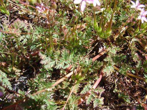 Image of Common Stork's-bill