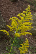 Imagem de Solidago altissima L.