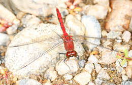 Image of White-faced Meadowhawk