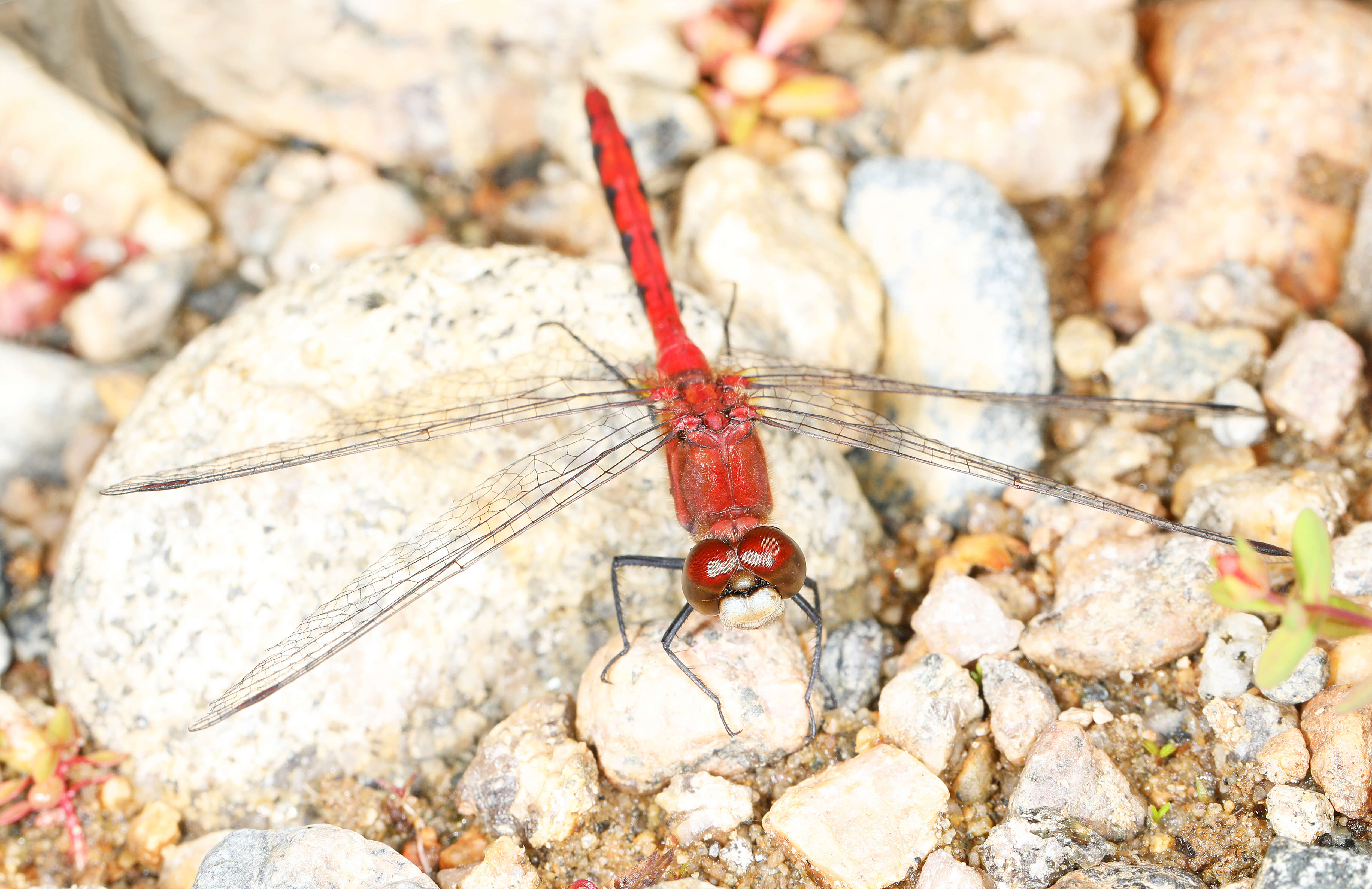 Image of White-faced Meadowhawk