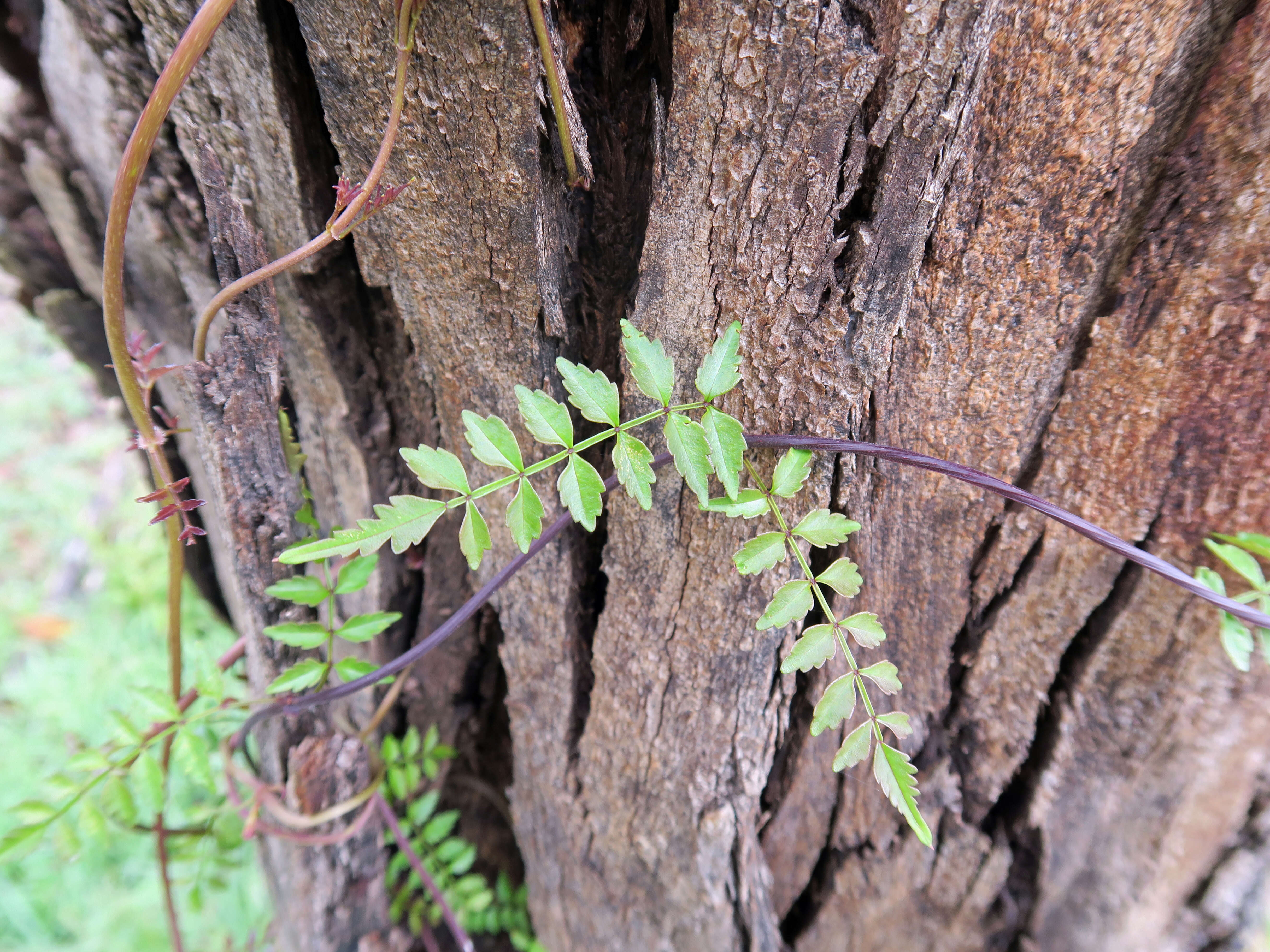 Image of Inland Wonga Vine