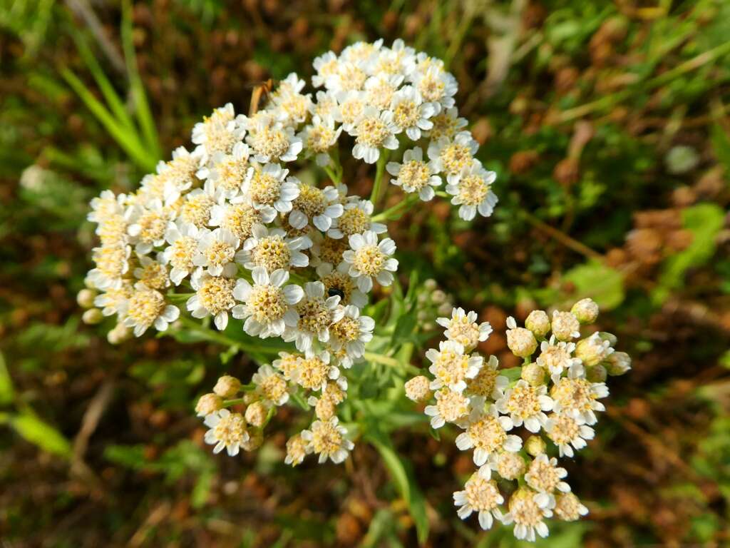 Image of Sneezeweed