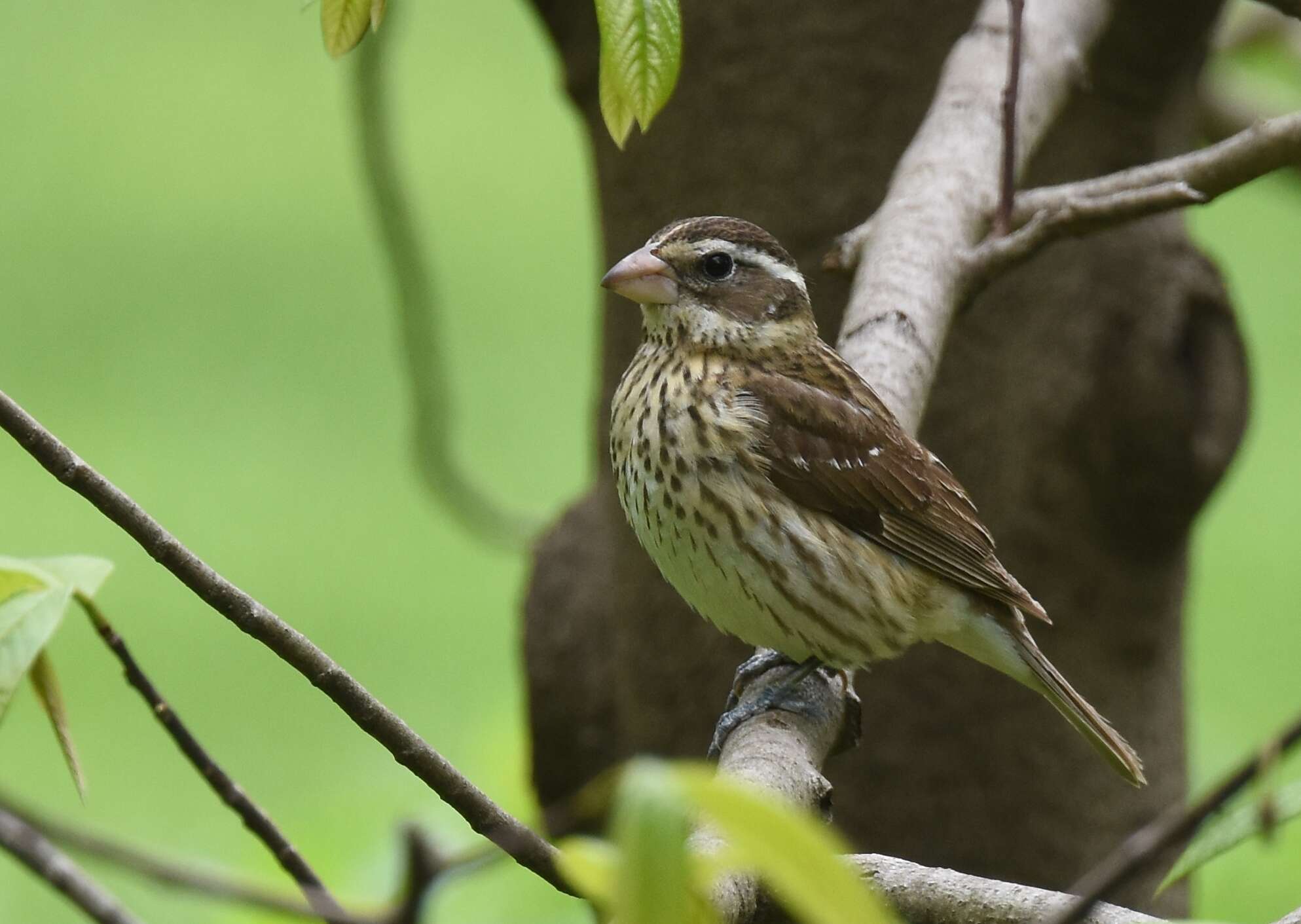 Image of Rose-breasted Grosbeak