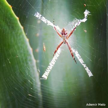 Image of Silver Argiope