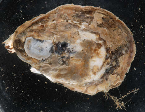 Image of Oyster