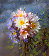 Image of blue star water-lily