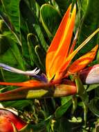 Image of Bird of paradise plant