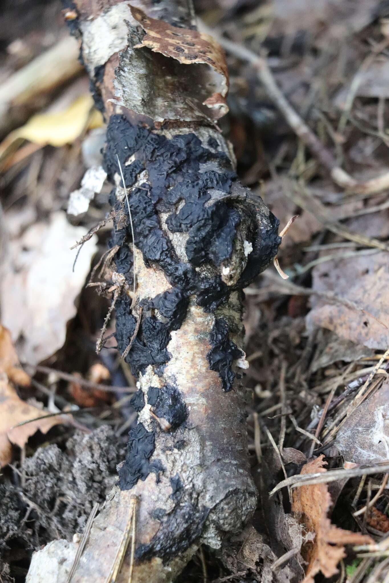 Image of Black Witches' Butter