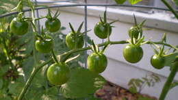 Image of Solanum lycopersicum var. cerasiforme