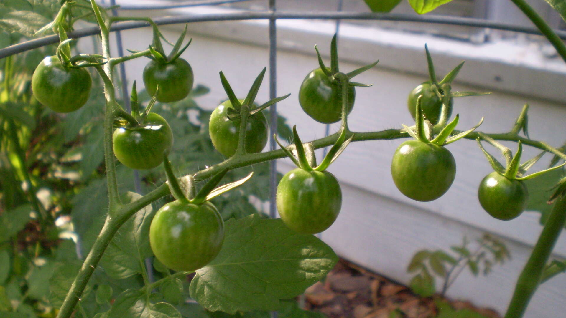 Image of Solanum lycopersicum var. cerasiforme