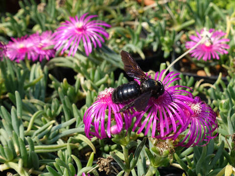 Image of large carpenter bee