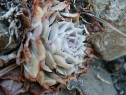 Image of hens and chicks