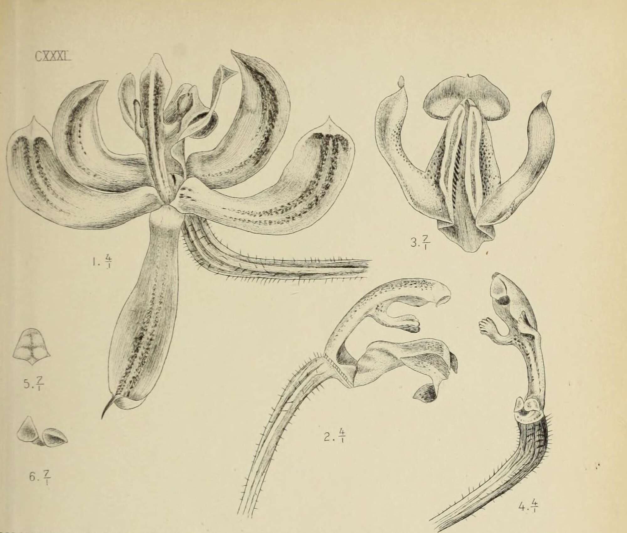 Imagem de Pilophyllum