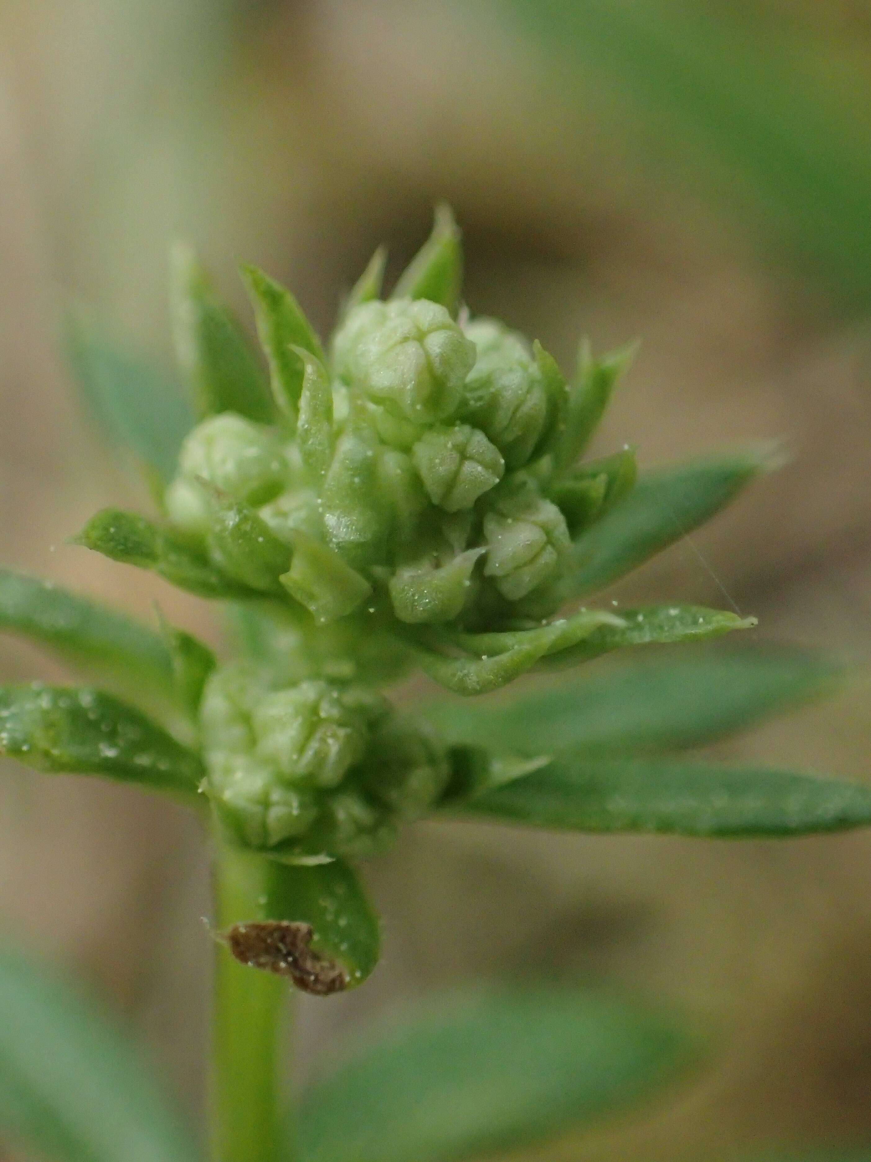 Plancia ëd Galium saxatile L.