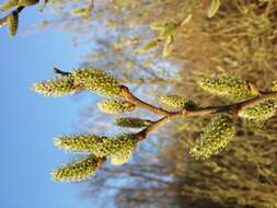 Imagem de Salix cinerea L.