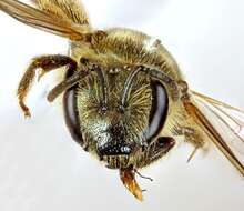 Image of Halictus tumulorum (Linnaeus 1758)