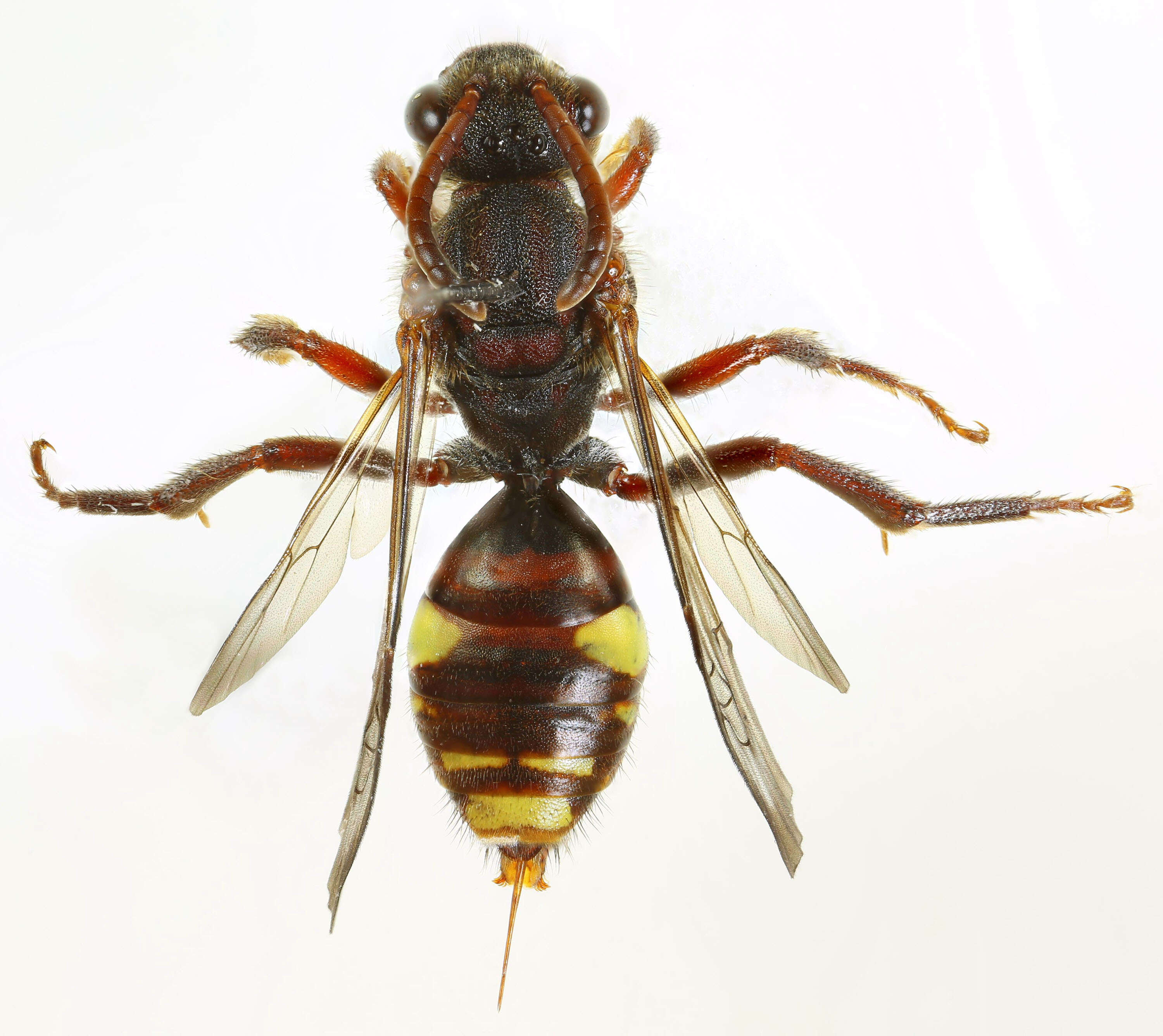 Image of Panzer's Cuckoo Nomad Bee